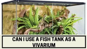 can i use a fish tank as a vivarium
