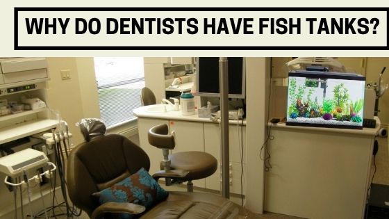 Why do Dentists Have Fish Tanks