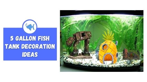 5 gallon fish tank decoration ideas