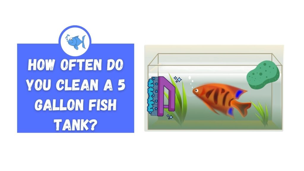How Often Do You Clean a 5 Gallon Fish Tank