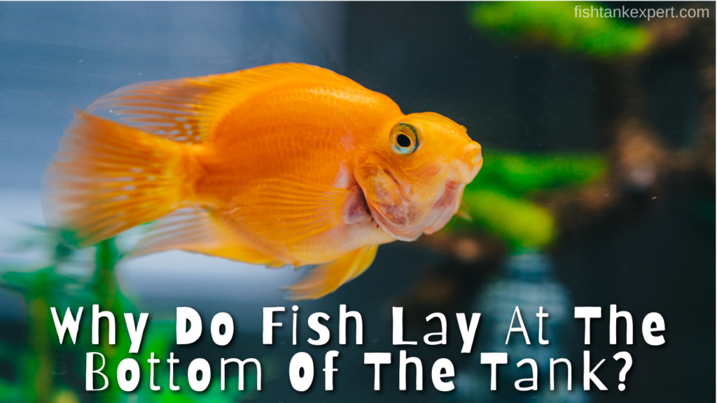 Why Do Fish Lay At The Bottom Of The Tank? - Fishtank Expert