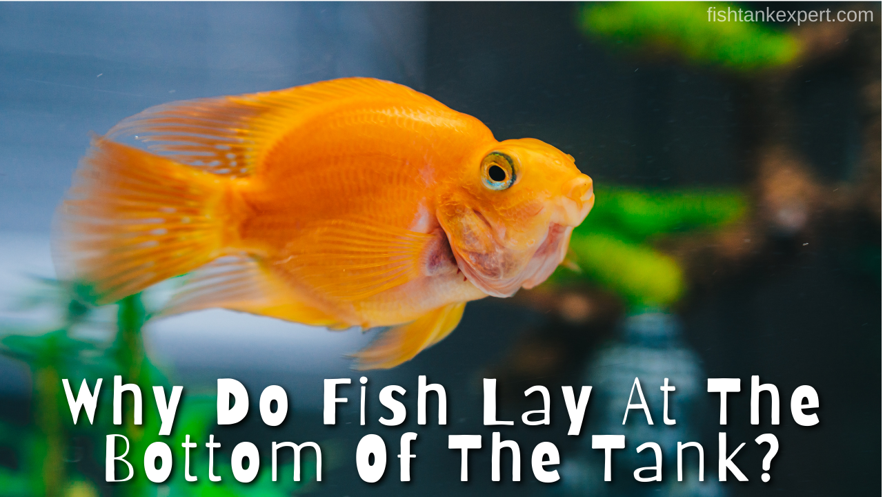 Why Do Fish Lay At The Bottom Of The Tank? Fishtank Expert
