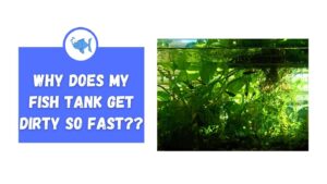 Why Does My Fish Tank Get Dirty So Fast? - Fishtank Expert