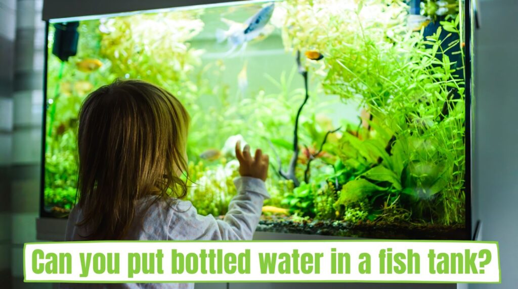 Can You Put Bottled Water In A Fish Tank