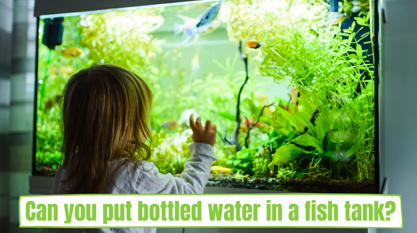 Can You Put Bottled Water In A Fish Tank? Fishtank Expert