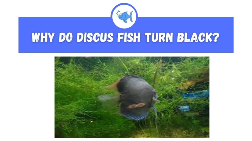 Why do Discus Fish Turn Black