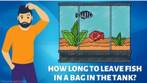 How long to leave fish in bag in tank?