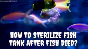 How To Sterilize Fish Tank After Fish Died?