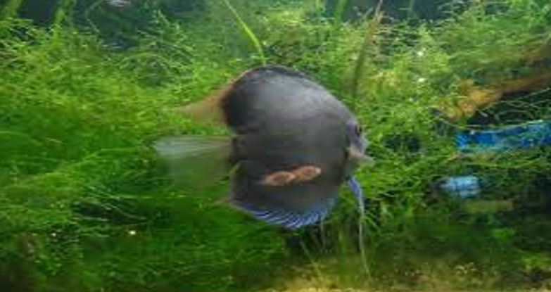  discus fish turning black