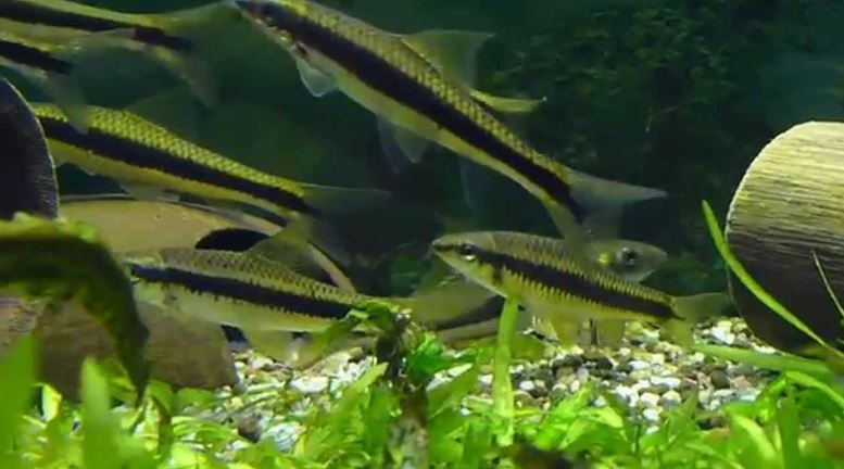 Algae Eating Fish for Fish Tank