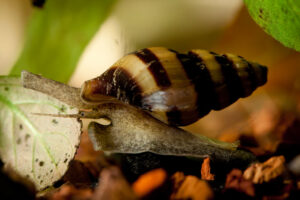 Why do Baby Snails Appear in a Fish Tank?