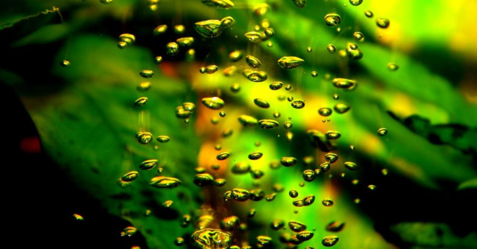 Why are There so Many Bubbles in my Fish Tank? Fishtank Expert