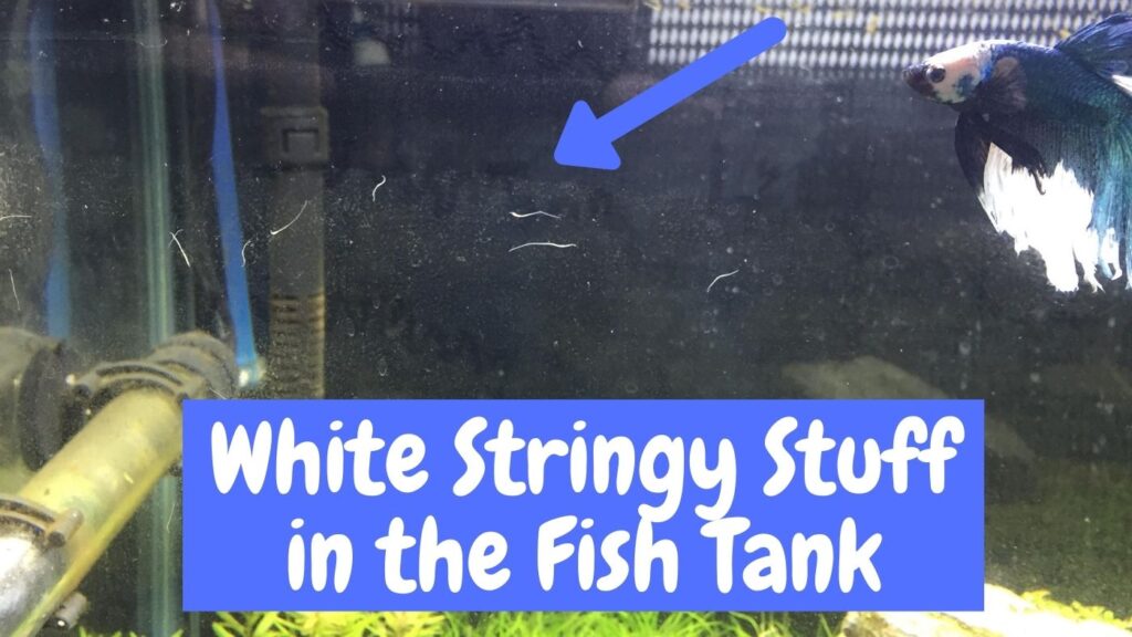 White Stingy Stuff in the Fish Tank