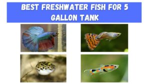 Best Freshwater Fish For 5 Gallon Tank