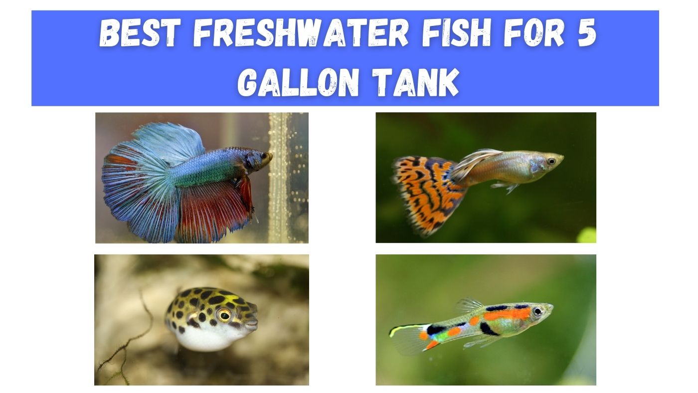 Best Freshwater Fish For 5 Gallon Tank - Fishtank Expert