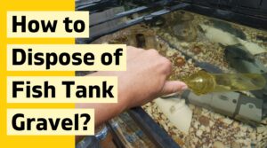 How to Dispose of Fish Tank Gravel