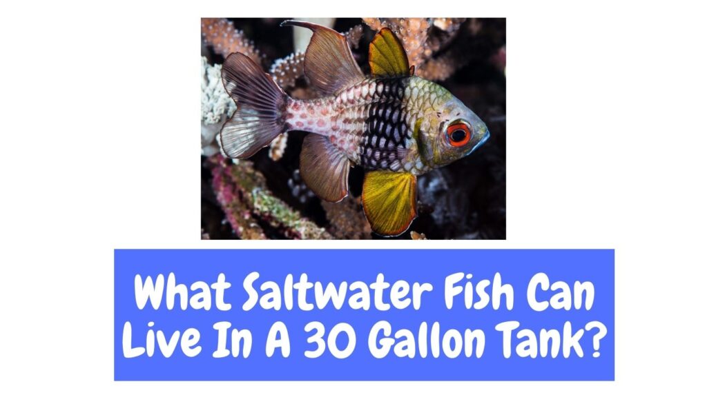 saltwater fish in a tank