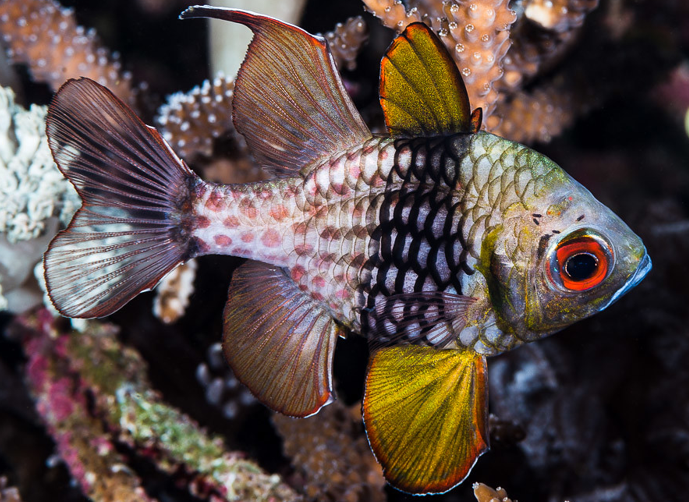 The Best Saltwater Fish For 30 Gallon Tank