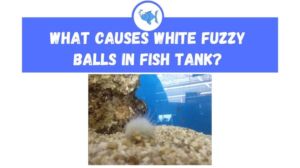 white fuzzy ball in fish tank