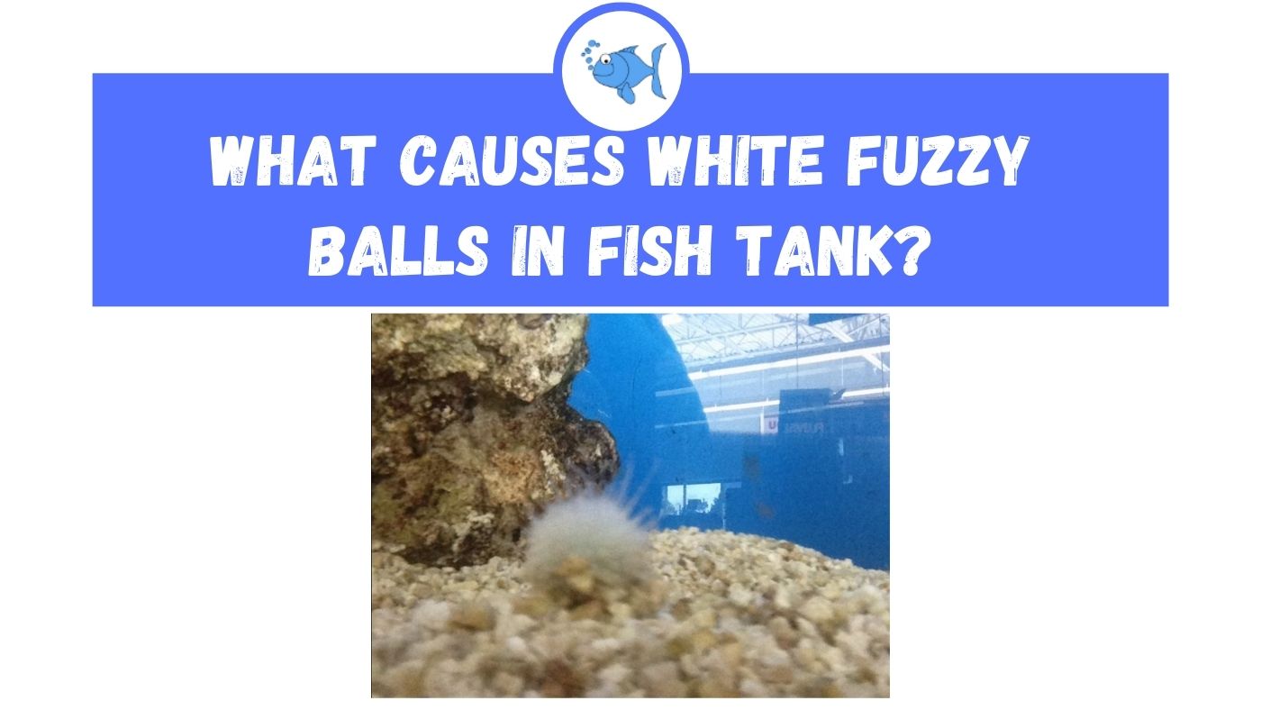 What Causes White Fuzzy Ball In Fish Tank? Fishtank Expert