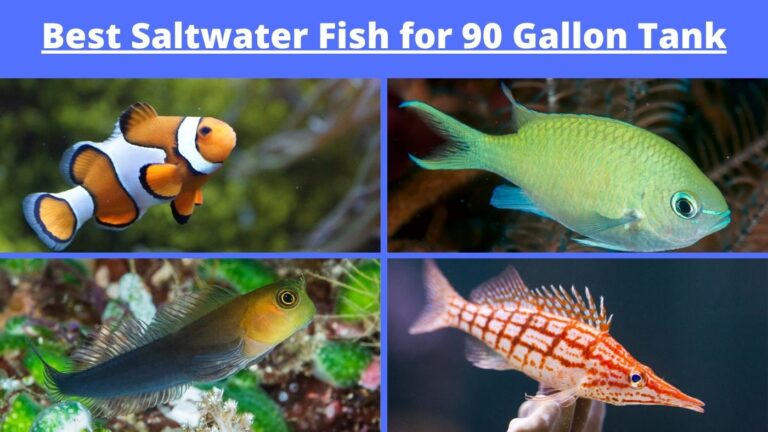 Best Saltwater Fish for 90 Gallon Tank - Fishtank Expert