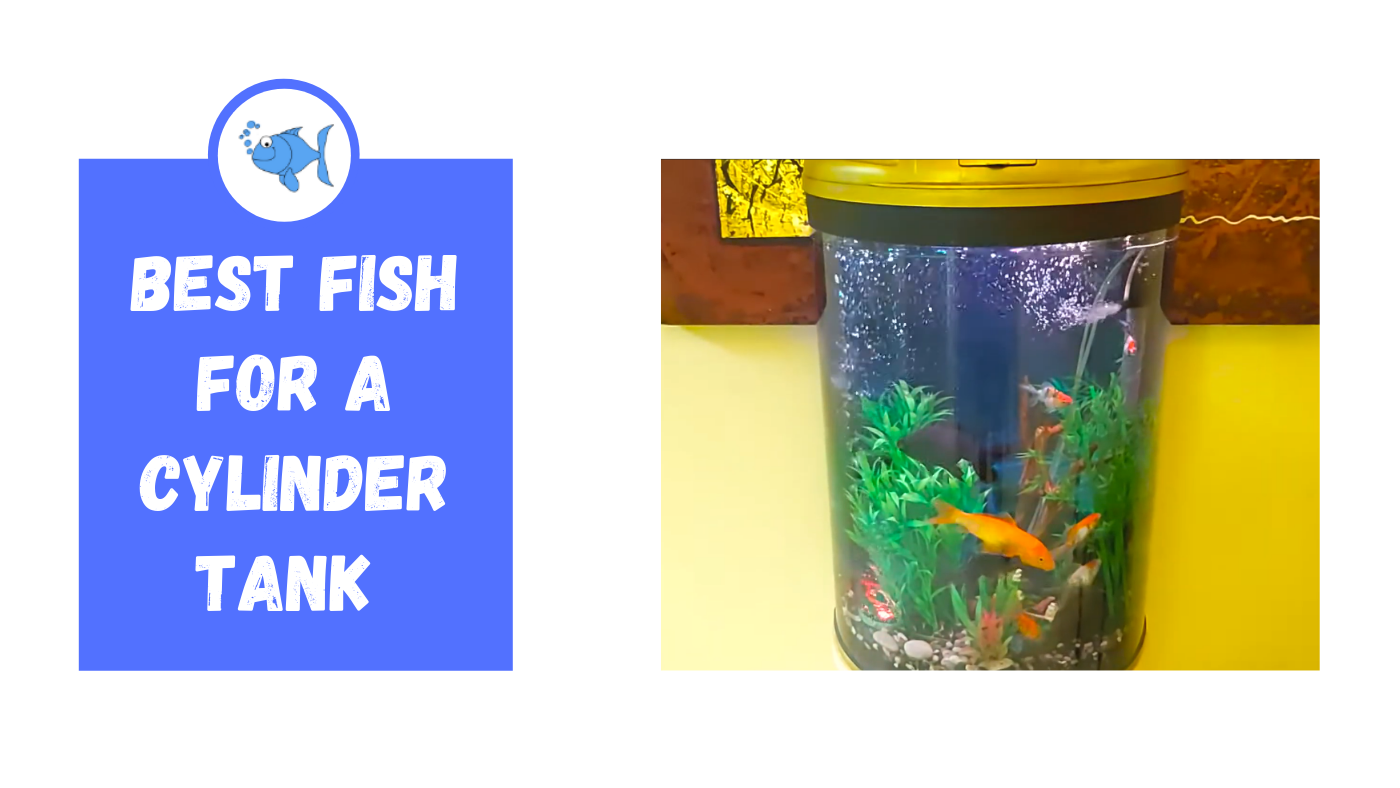 Best Fish for a Cylinder Tank Fishtank Expert