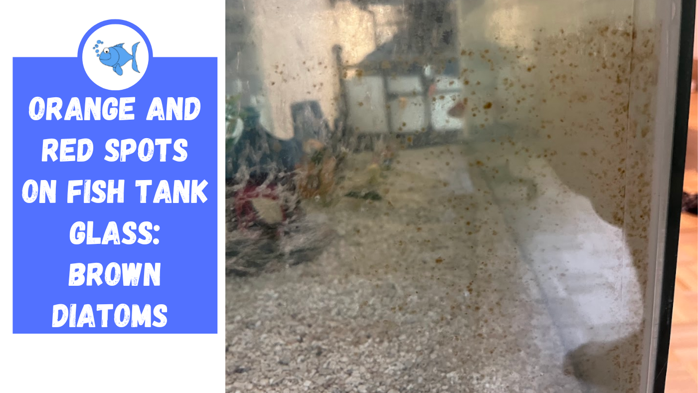 Orange and Red Spots on Fish Tank Glass Brown Diatoms Fishtank Expert