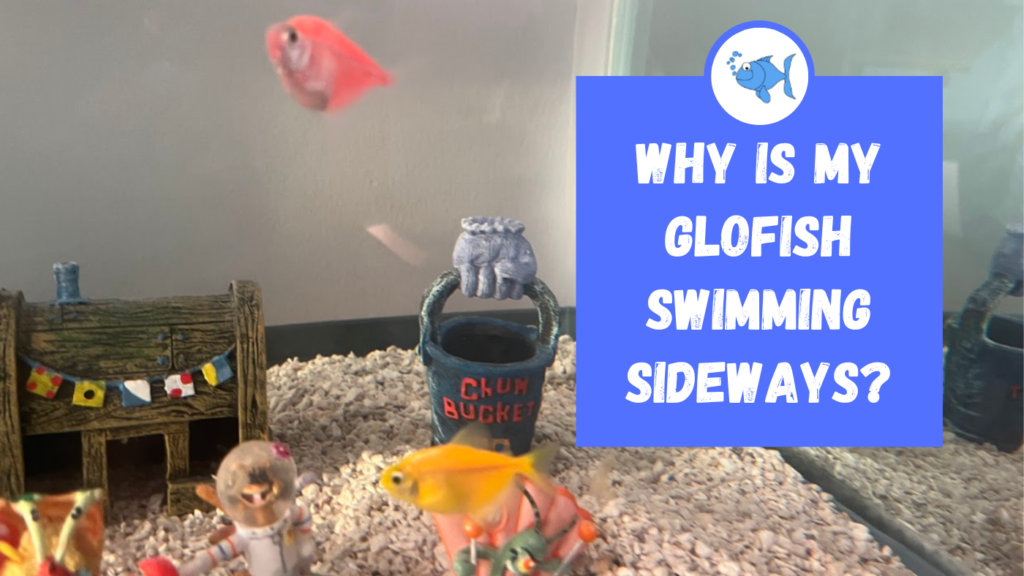 Why is My Glofish Swimming Sideways