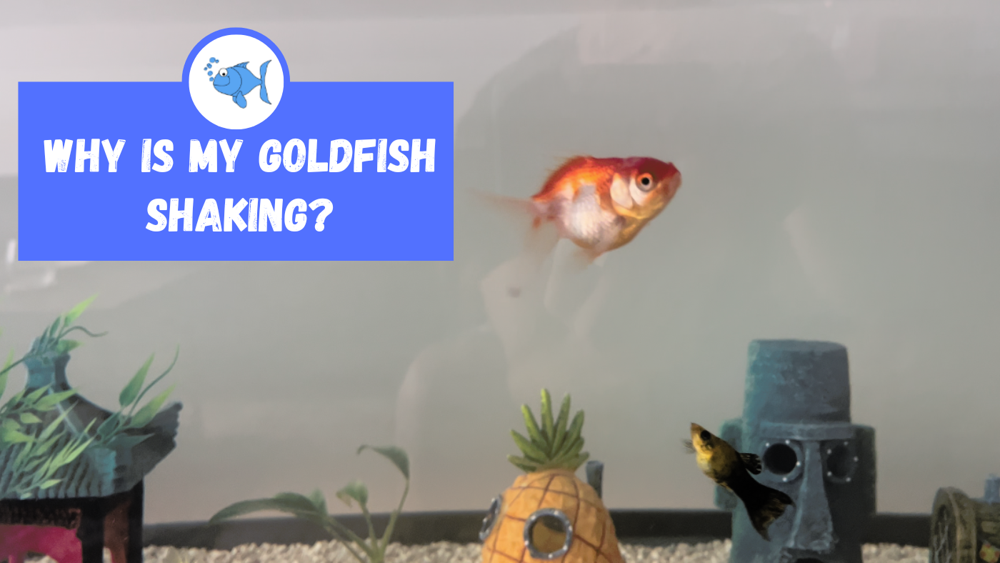 Why is My Goldfish Shaking? Fishtank Expert