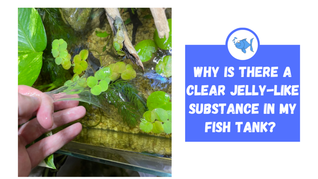 Why is There a Clear Jelly-like Substance in my Fish Tank? - Fishtank