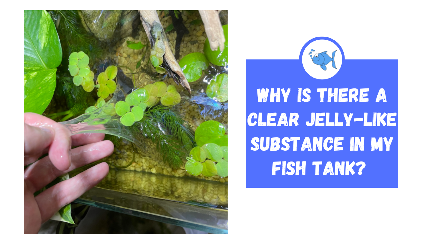 why-is-there-a-clear-jelly-like-substance-in-my-fish-tank-fishtank