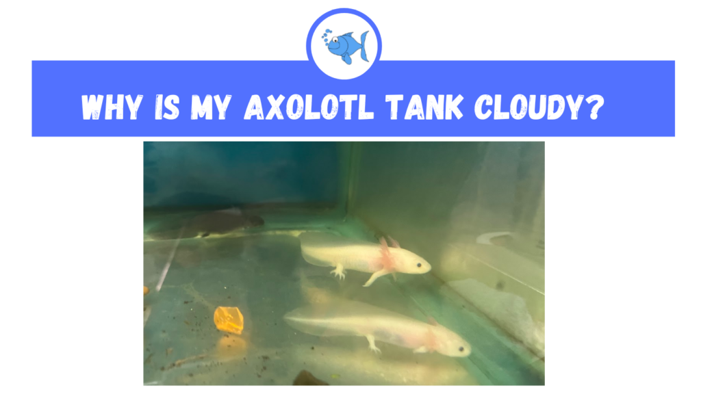Why is My Axolotl Tank Cloudy