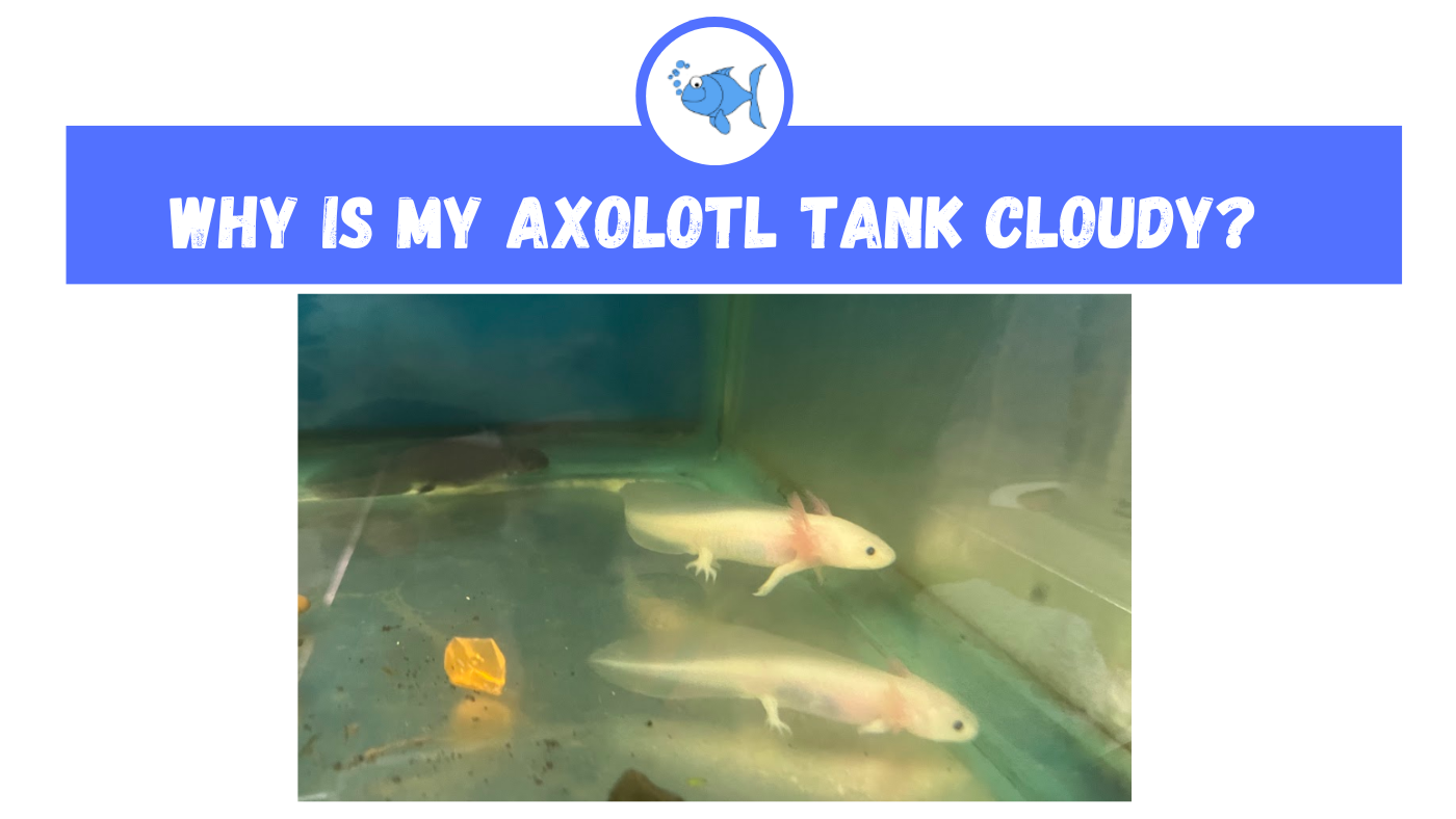 Why is My Axolotl Tank Cloudy Fishtank Expert