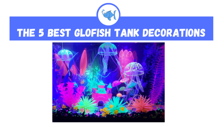 The 5 BEST Glofish Tank Decorations - Fishtank Expert