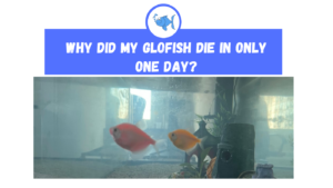 Why Did my Glofish Die in Only One Day