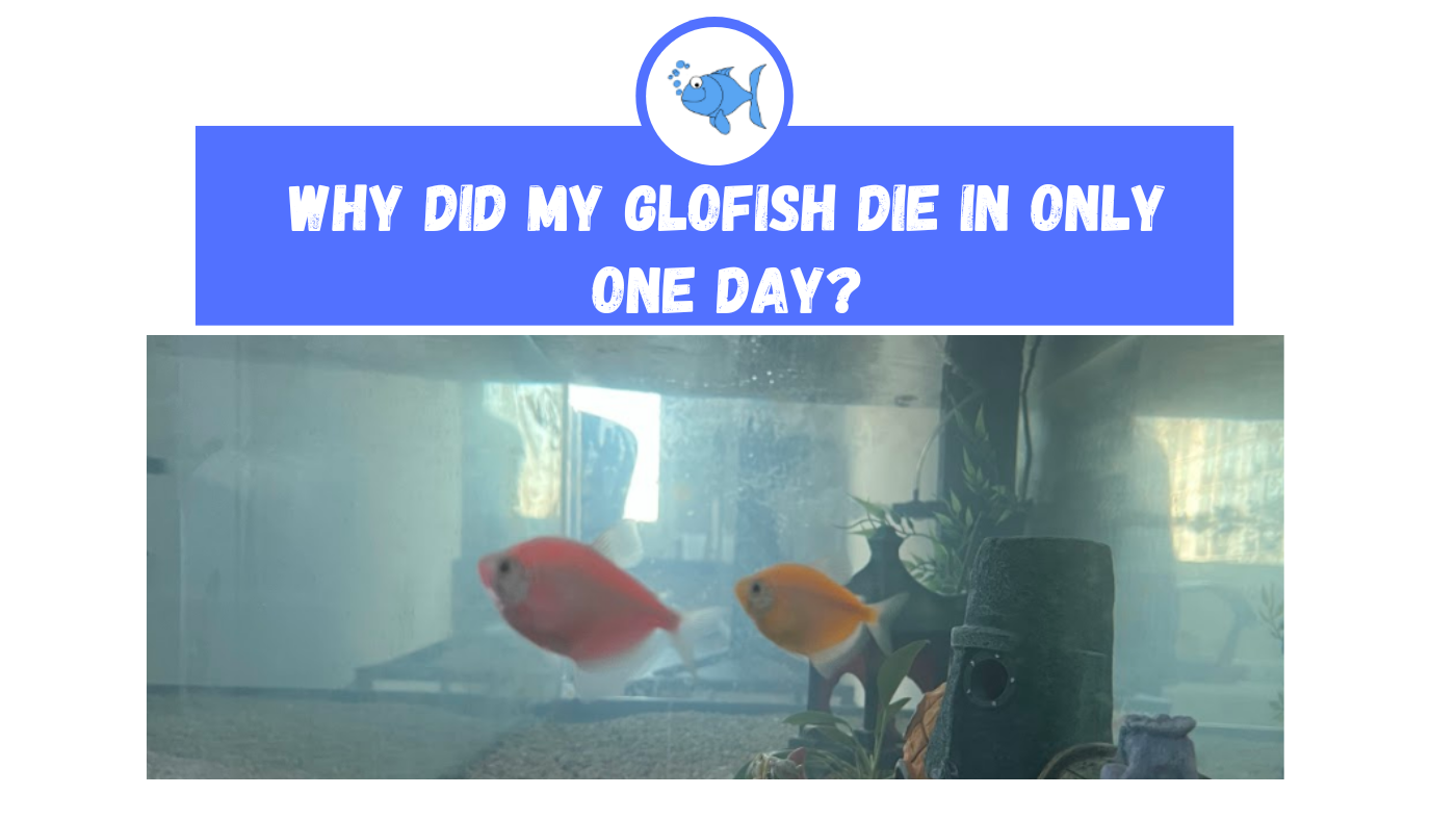 preventing glofish from dying in one day