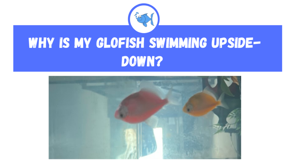 Why is My Glofish Swimming Upside Down