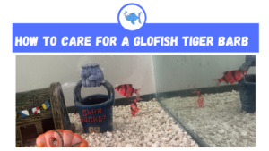 Glofish Tiger Barb Care