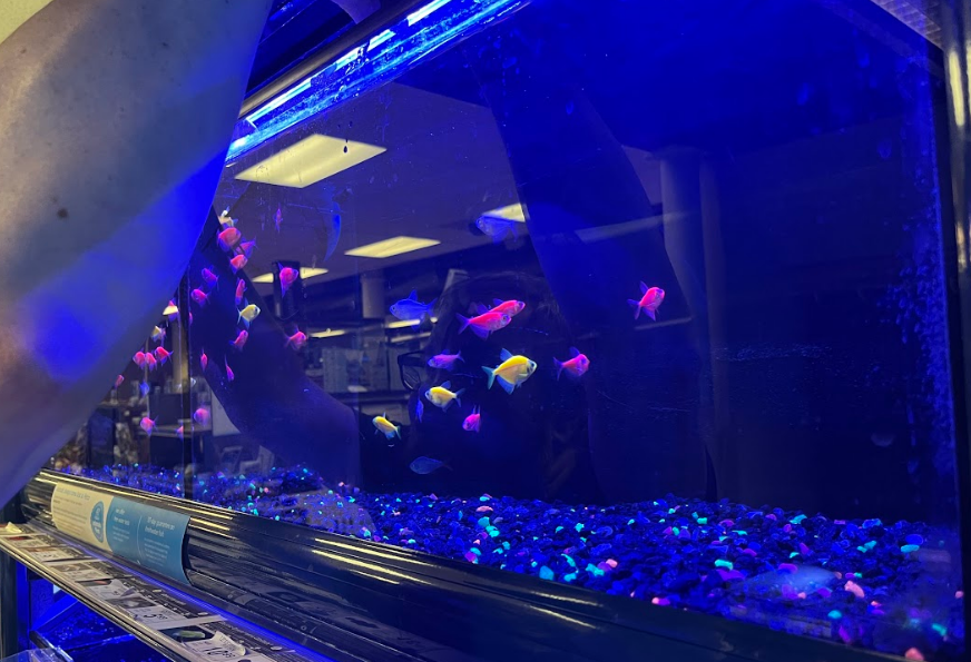 how to pick glofish