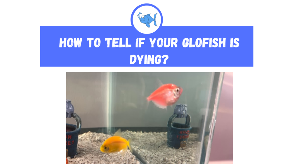 How to Tell if Your Glofish is Dying?