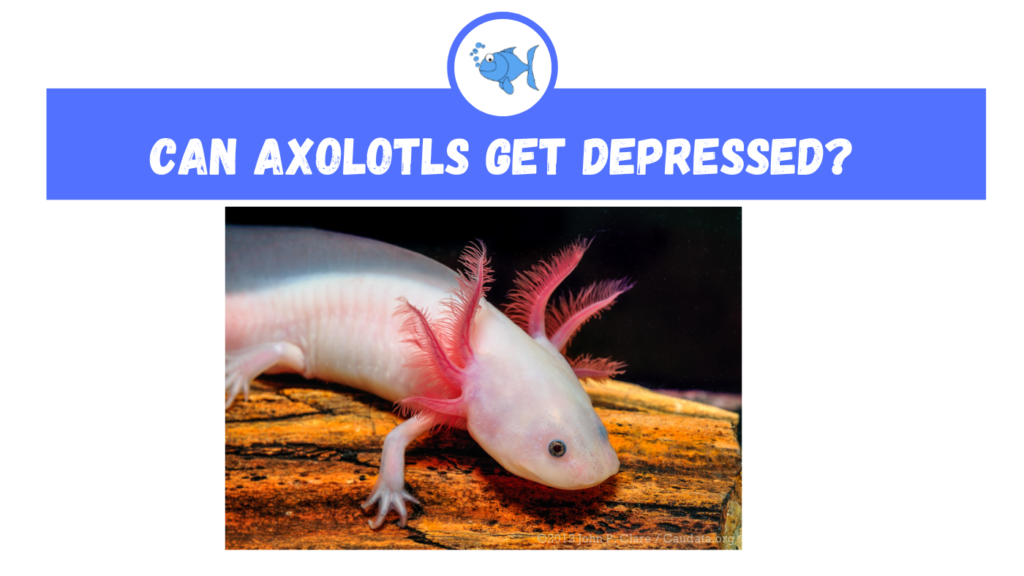 Can Axolotls Get Depressed?