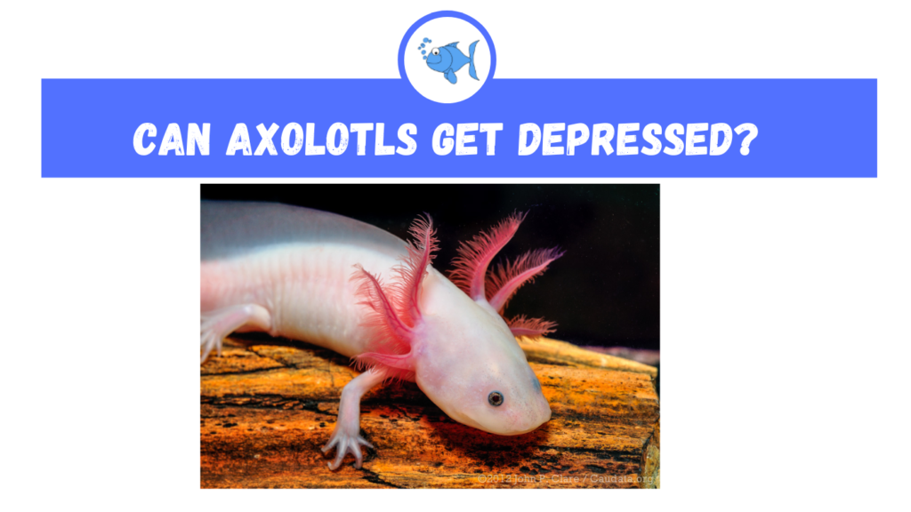 Can Axolotls Get Depressed Fishtank Expert