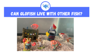 Can Glofish Live With Other Fish