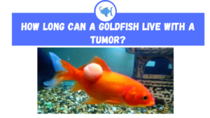how long can a goldfish live with a tumor