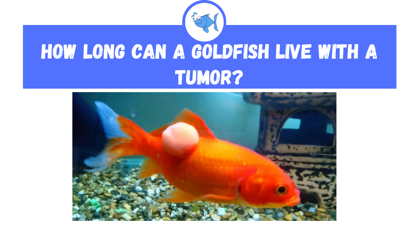 how-long-can-a-goldfish-live-with-a-tumor-fishtank-expert