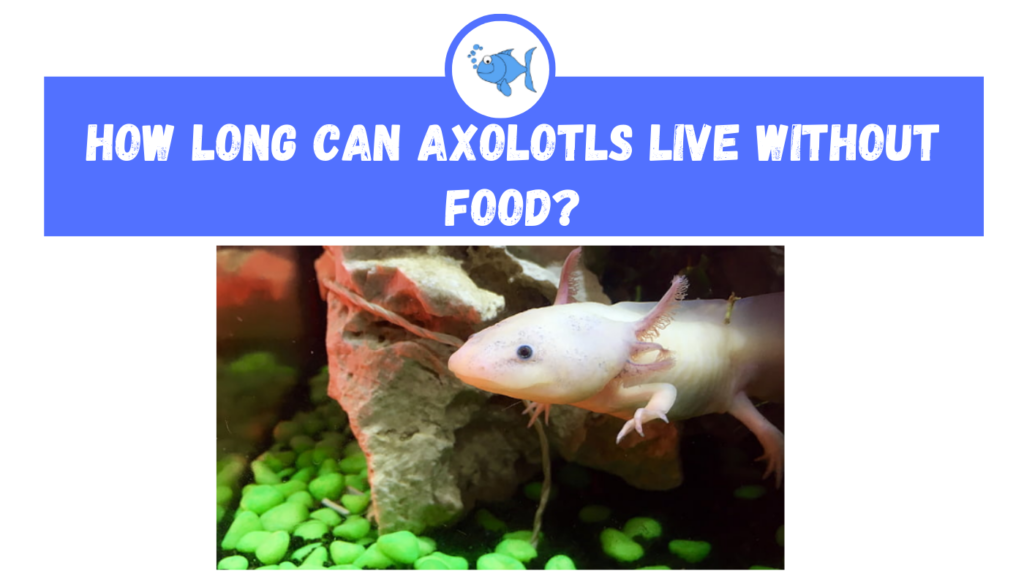 How Long Can Axolotls Live Without Food