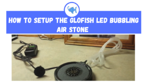 glofish led bubbling air stone setup