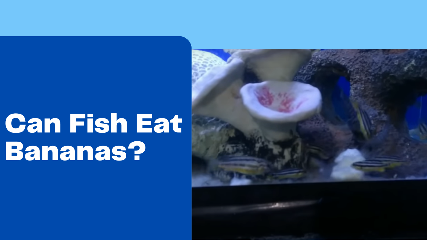 Can Fish Eat Bananas? Fishtank Expert