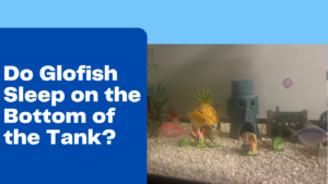Do Glofish Sleep on the Bottom of the Tank