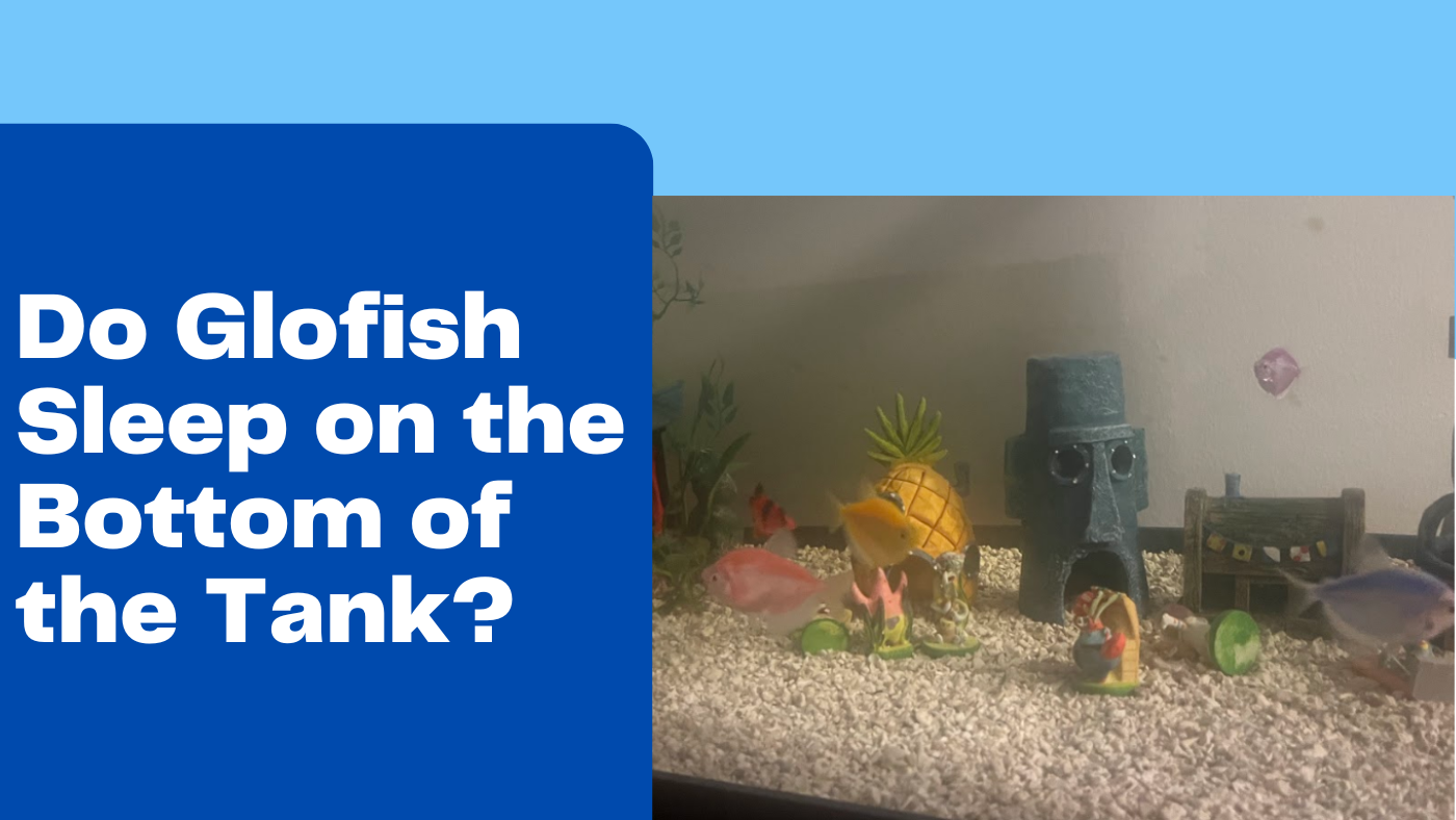 Do Glofish Sleep on the Bottom of the Tank? Fishtank Expert